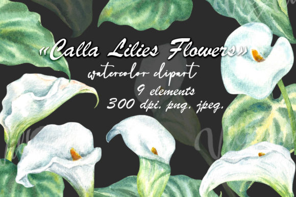 Calla Lilies Watercolor Clipart Adds Elegant Touch to Craft & Print Projects
