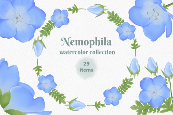 Nemophila Watercolor: A Soft, Organic Illustration for Local Branding and Packaging