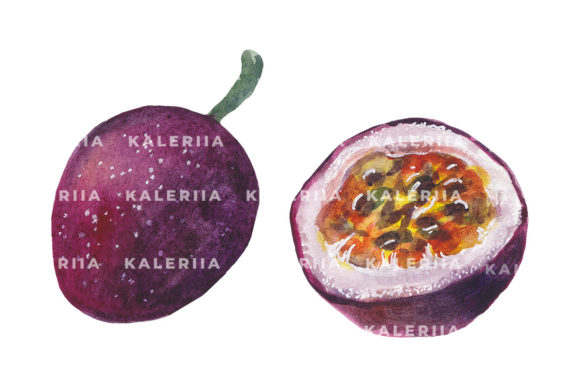Passion Fruit Watercolor Illustrations: A Designer’s Review for Real Business Branding