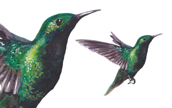 Watercolor Flying Hummingbird Illustrations for Blog and Editorial Design