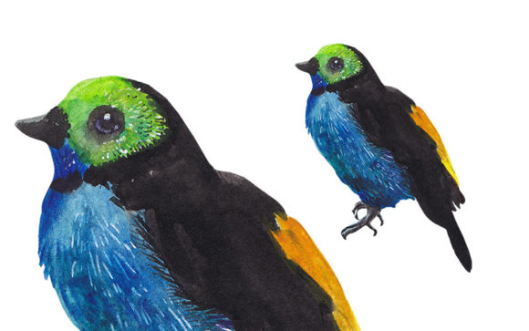 Watercolor Tropical Bird Illustrations Add Exotic Flair to Branding Projects